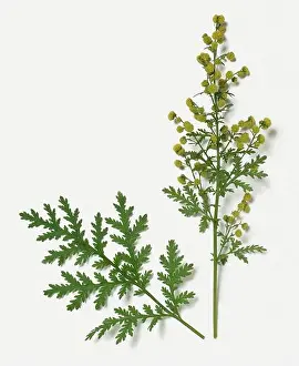 Flowerhead Prints: Artemisia annua (Sweet Wormwood) with green leaves and small yellow flowerheads on stems