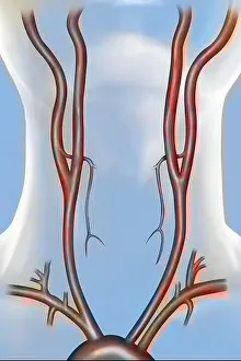Normal Prints: Arterial vascularization of the neck