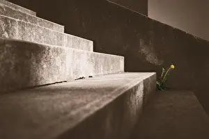 Gloomy Prints: The artificial picture of a single lonely dandelion on the concrete stairs