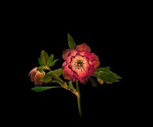 Flowers Collection: Artistic Hellebore flower on black background