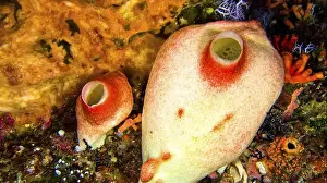 Water Animals Prints: Ascidia, Tunicates, Reef Building Corals