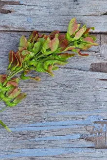 Space For Text Prints: ash branch on wood old background, retro background, space for text, copy space