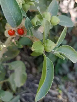 Buds Prints: Ashwagandha green plants growing in garden