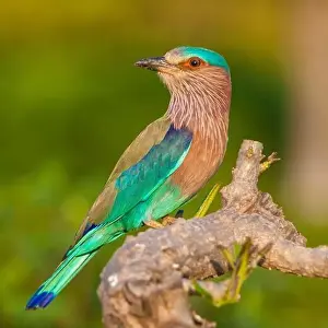 Roller Prints: Asia. India. Indian Roller (Coracias benghalensis) at Bandhavgarh Tiger Reserve