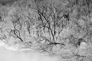Asia, Japan, Tsurui, View of Trees with Hoar Frost from Otowa Bridge