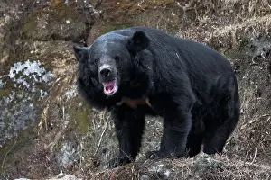 Arboreal Prints: The Asian black bear (Ursus thibetanus)