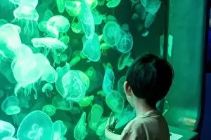 Captivating Prints: Asian boy looking at blue-green jellyfish in a marine aquarium