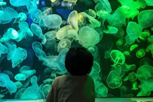 Captivating Prints: Asian boy looking at blue-green jellyfish in a marine aquarium