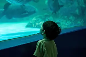 Asian boy looking at fish in a sea aquarium