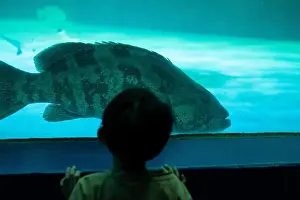 Asian boy looking at fish in a sea aquarium