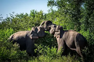 Bulls Prints: Asian elephant bulls fighting