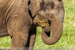 Calf Prints: Asian elephant. Elephas maximus, Woburn Safari Park