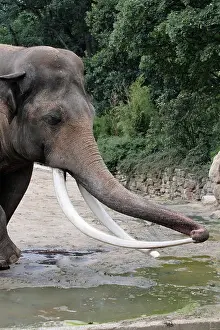 Asian Elephant Prints: Asian Elephant (Elephas maximus), Bull with large tusks
