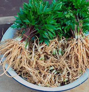 Medicinal Herbs Prints: Asian Ginseng