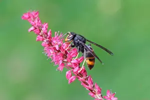Nectar Prints: Asian Hornet ssp. nigrithorax, Asian Black Hornet (Vespa velutina nigrithorax)
