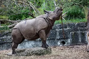 Hippopotamus Prints: Asian rhinoceros, rhino, Animals from Zoo