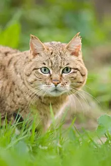 Face To Face Prints: Asian wild cat, asiatic wildcats (Felis silvestris ornata) steppe cat