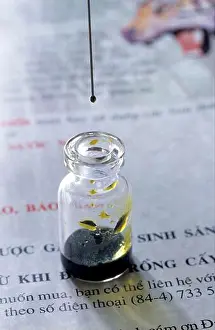 Predators Prints: Asiatic black bear (Selenarctos thibetanus) 50ml syringe for collection of bile from gall bladder on bear farm