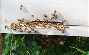 Beehive Prints: Asiatic Honey Bees, Apis cerana, at a hive, Chitwan, Nepal