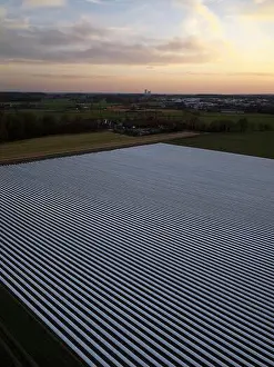 Synthetic Prints: Asparagus field covered with plastic sheeting in spring