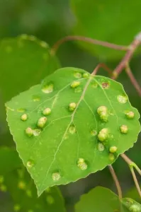 Infestation Prints: Aspen leaf galls induced by the Phyllocoptes populi mite