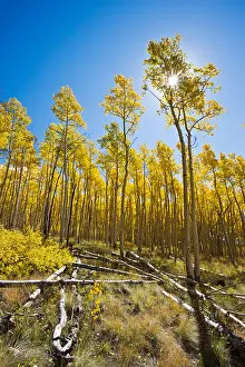 Aspen tree leaves in golden color, Aspen Ridge, CR 185, San Isabel National Forest, Colorado, USA