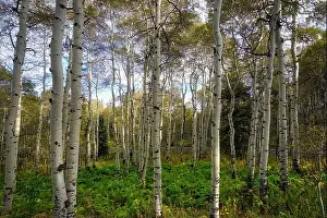 Back Country Prints: Aspen trees in the high mountains of Utah