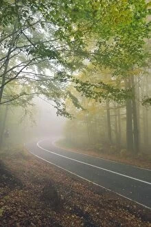 Images Dated 15th October 2017: An asphalt road that goes through a misty dark misterious pine forest