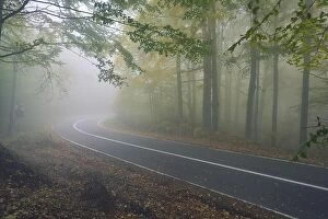 Images Dated 15th October 2017: An asphalt road that goes through a misty dark misterious pine forest