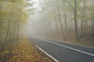 Nightmare Prints: An asphalt road that goes through a misty dark misterious pine forest