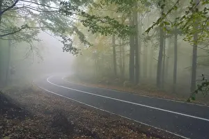 An asphalt road that goes through a misty dark misterious pine forest