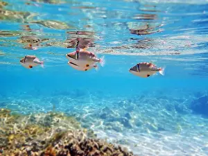 Trigger Prints: Assasi picasso triggerfish - Rhinecanthus assasi