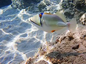 Trigger Prints: Assasi picasso triggerfish - Rhinecanthus assasi