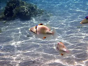 Trigger Prints: Assasi picasso triggerfish - Rhinecanthus assasi