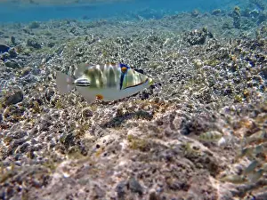 Trigger Prints: Assasi picasso triggerfish - Rhinecanthus assasi
