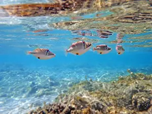 Trigger Prints: Assasi picasso triggerfish - Rhinecanthus assasi