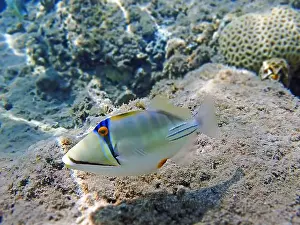 Trigger Prints: Assasi picasso triggerfish - Rhinecanthus assasi