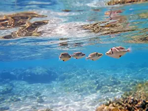 Trigger Prints: Assasi picasso triggerfish - Rhinecanthus assasi