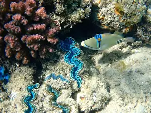 Trigger Prints: Assasi picasso triggerfish - Rhinecanthus assasi