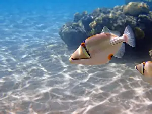Trigger Prints: Assasi picasso triggerfish - Rhinecanthus assasi