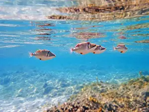 Trigger Prints: Assasi picasso triggerfish - Rhinecanthus assasi