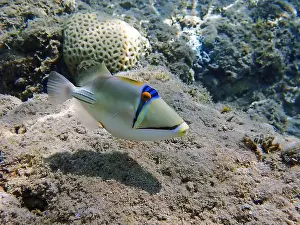 Trigger Prints: Assasi picasso triggerfish - Rhinecanthus assasi