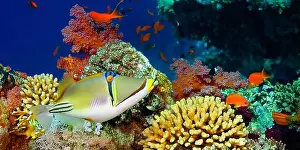 Animal Colour Prints: Assasi Triggerfish, Arabian Picassofish
