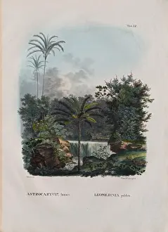 Wall Art Prints: Astrocaryum Iauari. Leopoldina pulchra by Nicolaus Christian Hohe