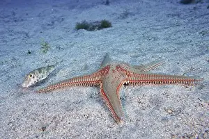 Starfishes Prints: Astropecten aranciacus (Astropecten aranciacus) on sandy bottom