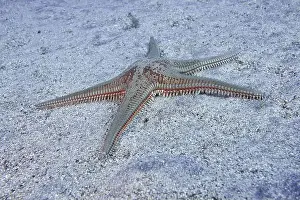 Relaxes Prints: Astropecten aranciacus (Astropecten aranciacus) on sandy seabed under water