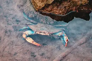 Underwater Habitat Prints: Atlantic blue crab moving in shallow water with rocks in the background