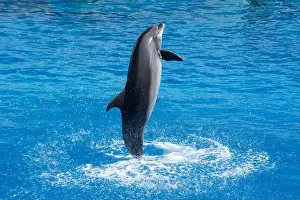 Cetacean Prints: Atlantic Bottlenose Dolphin Jumping in Water - Playful Marine Wildlife Splash