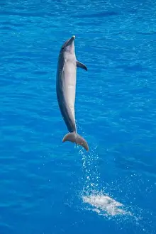 Cetacean Prints: Atlantic Bottlenose Dolphin Jumping in Water - Playful Marine Wildlife Splash