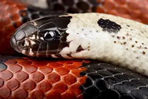 Milksnake Prints: Atlantic Central American Milkshake (Lampropeltis polyzona)
